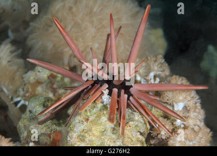 Slate pencil urchin, Brown pencil urchin, red slate pencil urchin, or red pencil urchin (Heterocentrotus mamillatus) Red sea Stock Photo
