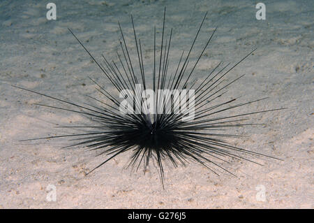 Black Longspine Urchin, Long-spine sea urchin (Diadema setosum) Red sea, Egypt, Africa Stock Photo