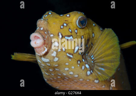 Black-spotted boxfish, Blue-spotted boxfish, Yellow boxfish, Cofferfish, Cowfish or Cubical boxfish (Ostracion cubicus) Stock Photo