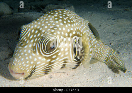 White-spotted puffer, Broadbarred toadfish, Stars and stripes puffer, Whitespotted blaasop or Stripedbelly blowfish Stock Photo