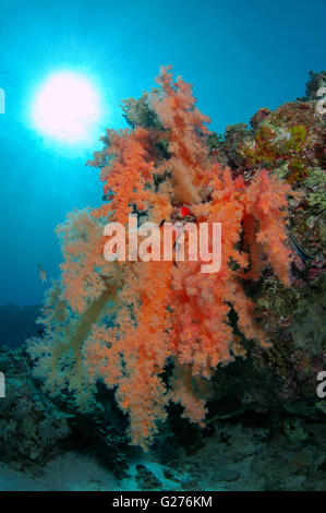 Soft coral (Dendronephthya sp) Red sea, Egypt, Africa Stock Photo