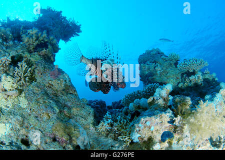 Common lionfish, Devil firefish, Soldier lionfish, Indian turkeyfish or Mile's fire fish (Pterois miles) Stock Photo