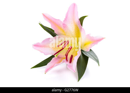 Closeup shot of pink lily isolated on white background. Stock Photo