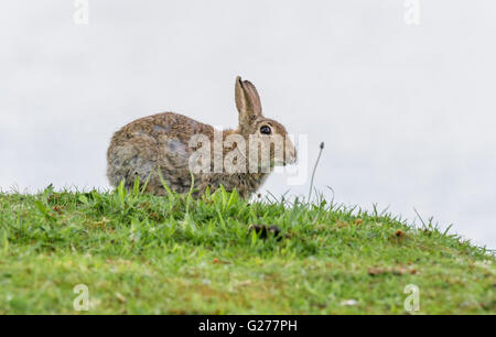 Adult rabbit running through grass Stock Photo