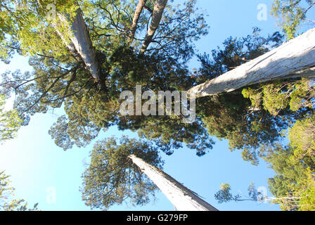 Looking up trunk of Alerce trees (Fitzroya cupressoides). Los Alerces ...