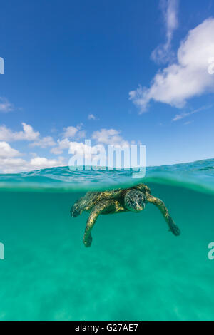 An over under view of a Hawaiian green sea turtle in the ocean swimming. Stock Photo