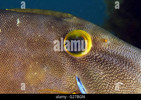 Leatherjacket Parika scaber Stock Photo