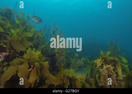 Leatherjacket Parika scaber Stock Photo