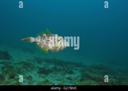 Leatherjacket Parika scaber Stock Photo