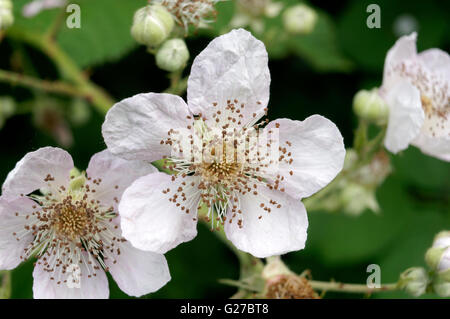 Cluster of Himalayan Blackberry (Rubus discolor or Rubus ameniacus) wildflowers, Vancouver, British Columbia, Canada