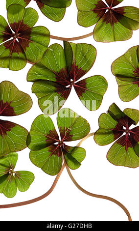 Closeup of single fresh four-leaved clover plant Stock Photo