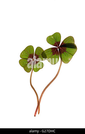 Closeup of single fresh four-leaved clover plant Stock Photo