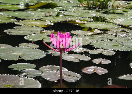 water flower natural lotus lyly background nature plant pink beauty summer floral petal blossom green white isolated spring Stock Photo