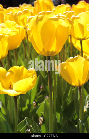 macro tulip flower white tulips spring nature beautiful background red beauty flora blossom garden natural green floral fresh Stock Photo