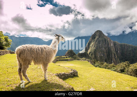 Machu Picchu in Peru Stock Photo