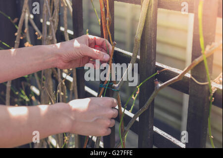 A pair of female hands is touching a vine growing outside in a garden against a fence Stock Photo