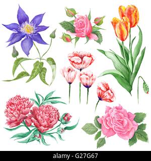 Set of high quality realistic paintings of rose, peony, poppy, tulip and clematis isolated on white background Stock Photo