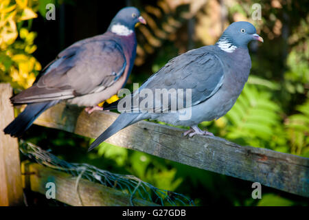 A mated pair of common wood pigeons. Stock Photo