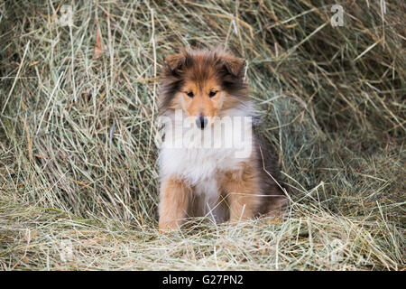 Collie, Scottish Sheepdog, sable and white, puppy, sitting in hay, Salzburg, Austria Stock Photo