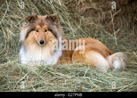 Collie, Scottish Sheepdog, sable and white, lays in hay, Salzburg, Austria Stock Photo
