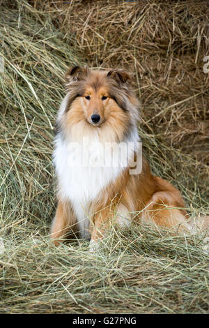 Collie, Scottish Sheepdog, sable and white, sitting in the hay, Salzburg, Austria Stock Photo
