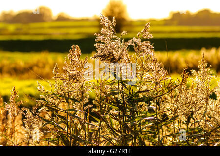 Common Reed (Phragmites australis) beside the River Wyre in Lancashire England Stock Photo