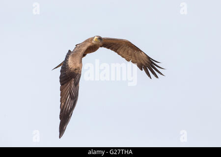Yellow-billed Kite (Milvus aegyptius) in flight, Southern Province, Zambia Stock Photo