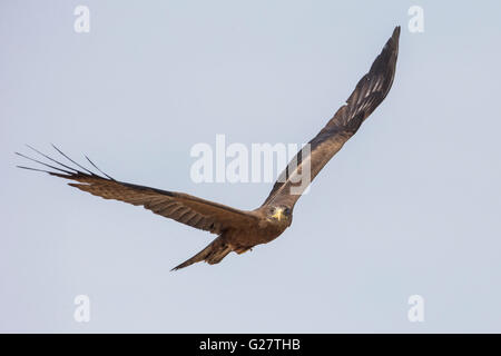 Yellow-billed Kite (Milvus aegyptius) in flight, Southern Province, Zambia Stock Photo