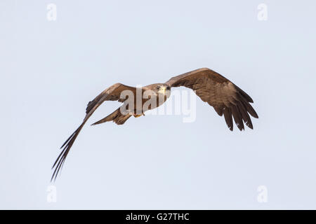Yellow-billed Kite (Milvus aegyptius) in flight, Southern Province, Zambia Stock Photo
