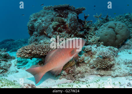 Coral trout, leopard coral grouper, leopard coral trout (Plectropomus leopardus) swimming over coral reef, Great Barrier Reef Stock Photo