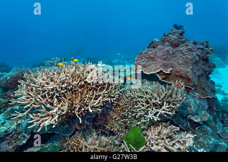 Small stone coral with algae with small yellow Damselfish (Pomacentrus moluccensis), Great Barrier Reef, Queensland, Cairns Stock Photo