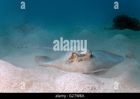 Grey stingray (maskray kuhlii) on sandy ground, Great Barrier Reef, Queensland, Cairns, Pacific Ocean, Australia Stock Photo