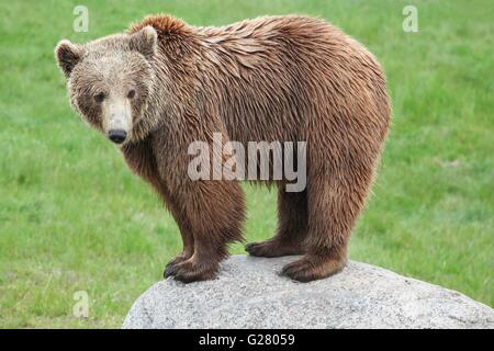 Brown bear on a rock Stock Photo