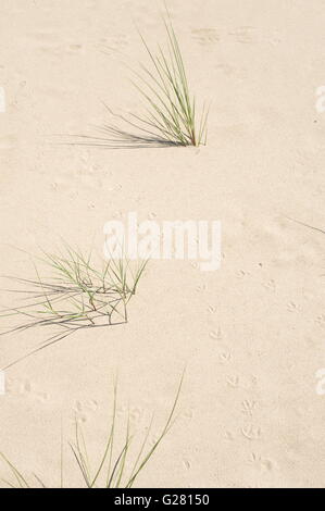 slender marram grass plants help stabilize dunes with their long root systems Stock Photo
