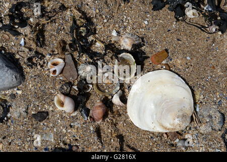 Shells and seaweed on the high tide line Stock Photo