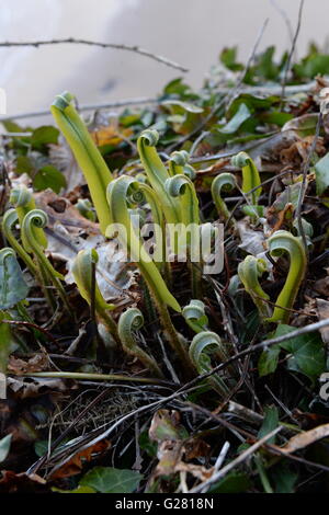 unfurling leaves of the Hart's tongue fern Stock Photo