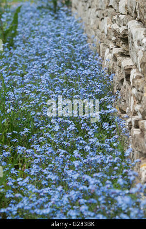 Myosotis sylvatica. Woodland forget-me-not along a grass verge in the cotswolds. UK Stock Photo