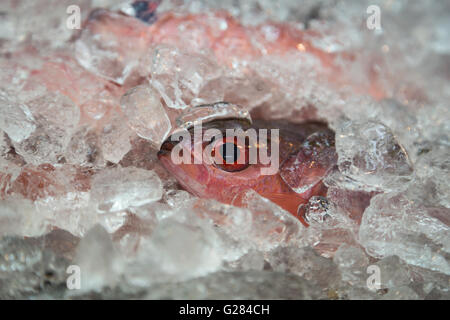 Single fish on ice for sale on the market in Okinawa, Japan. Stock Photo