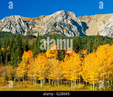aspen in fall color below the bridger range near bozeman, montana Stock Photo