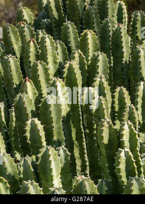 Resin spurge (Euphorbia resinifera), Tucson Botanical Gardens, Tucson, Arizona. Stock Photo
