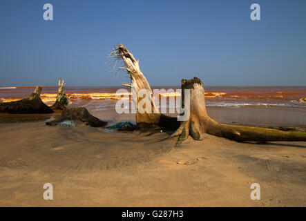 Old  tree on wild red beach in deserted island with blue sky Stock Photo