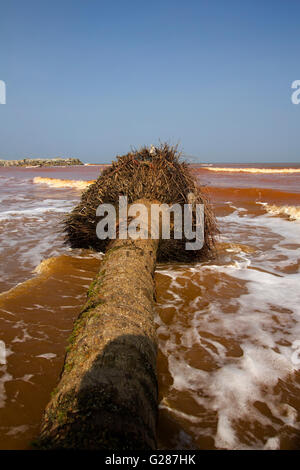 Old  coconut tree on wild red beach in deserted island with blue sky Stock Photo