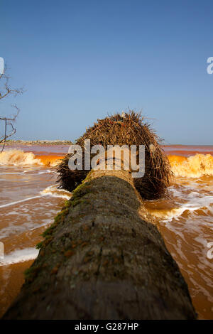 Old  coconut tree on wild red beach in deserted island with blue sky Stock Photo