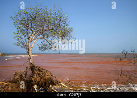 tree on wild red beach in deserted island with blue sky Stock Photo