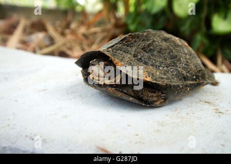 Turtles sunning ,Freshwater turtles Stock Photo