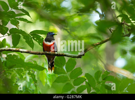 The Malabar trogon (Harpactes fasciatus) is a species of bird in the trogon family. Stock Photo