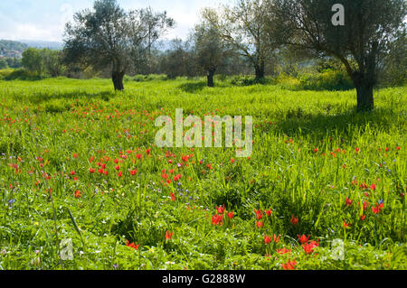 Last field of endangered wild tulips at Polemi, Cyprus is protected and preserved. Stock Photo