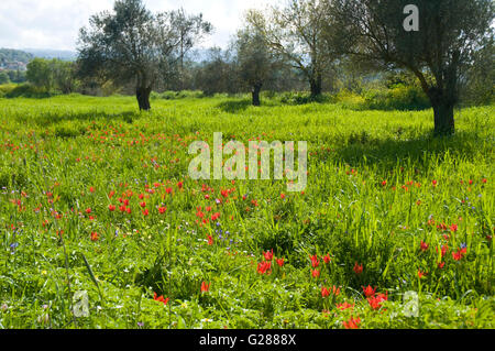 Last field of endangered wild tulips at Polemi, Cyprus is protected and preserved. Stock Photo