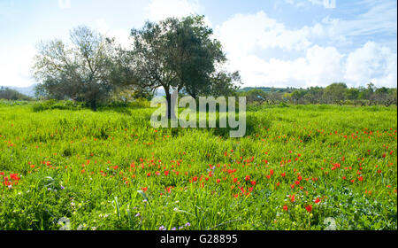 Last field of endangered wild tulips at Polemi, Cyprus is protected and preserved. Stock Photo