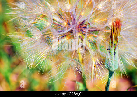 Vibrant colors dandelion seed head flower. Scientific name: Taraxacum Officinale. Nice bokeh and shallow depth of field. Stock Photo